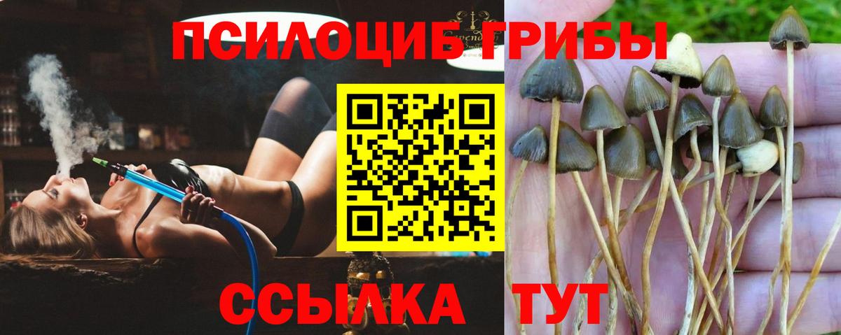 Галлюциногенные грибы Psilocybine cubensis Дербент